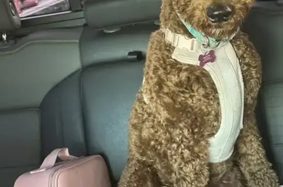 Lost Dog Alert: Bexley Dr, Houston