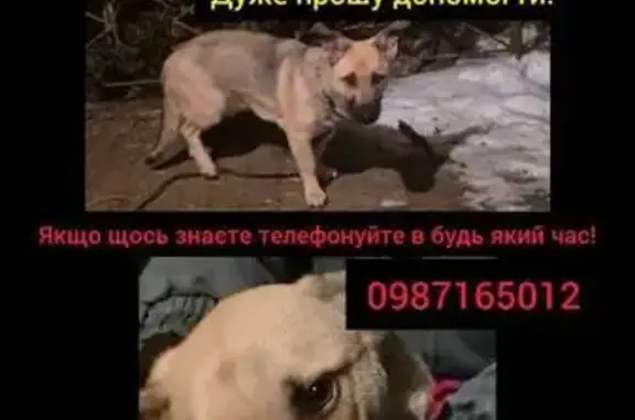 Зникла собака з шрамами, Хмель...