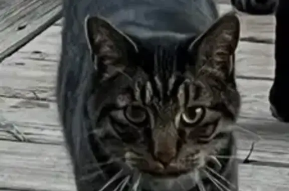 Lost pets Tulsa, photo: Lost Tabby Cat: East 27th, Tulsa