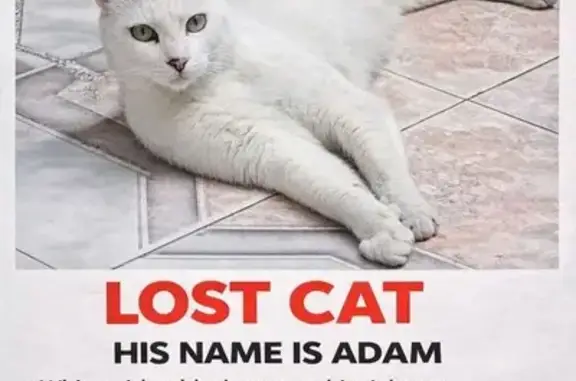 Lost Cat: White with Black Tail, Monument Rd