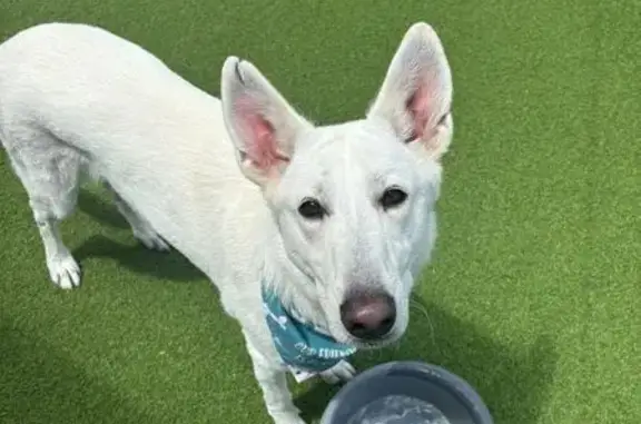 Lost pets Miami, photo: Lost White Shepherd: Green Collar, Miami