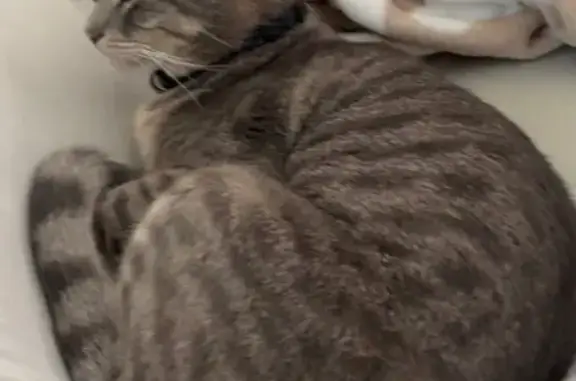 Lost: Light Grey Cat on West Bitters Rd