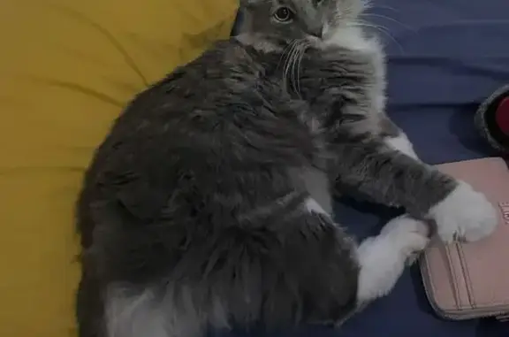 Se Busca: Gato Gris y Blanco P...