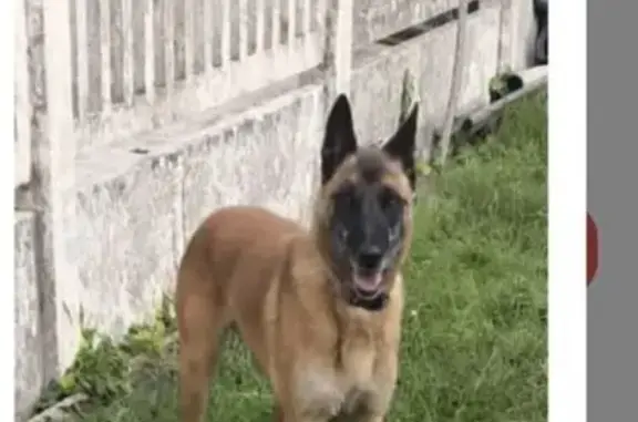 Malinois 9 ans perdu, collier rouge, Montfermeil - photo