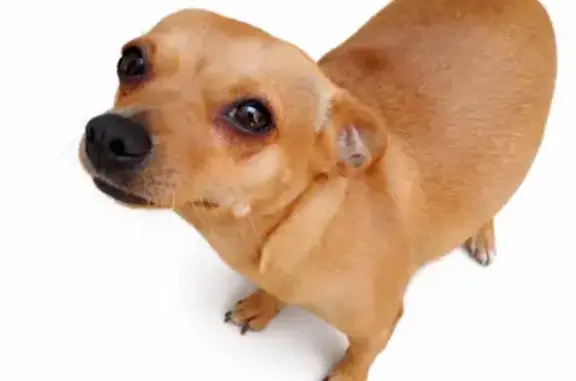 Perro Café Claro Perdido en Ciudad Neza