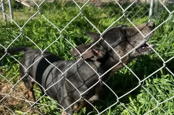 Found pets Oak Hills, photo: Friendly Found Dog on Lilac Road, Oak Hills