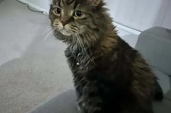 Lost Timid Tabby: Fluffy in Gold Coast