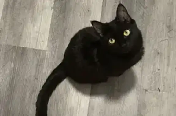 Lost Petite Black Cat in Peoria Area