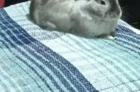 Animales perdidos , foto: ¡Ayuda! Conejo Gris Panchito Perdido