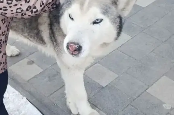 Знайдена доглянута собака в Немовичах