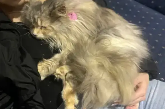 Timid Cat Missing: Pink Bow Collar