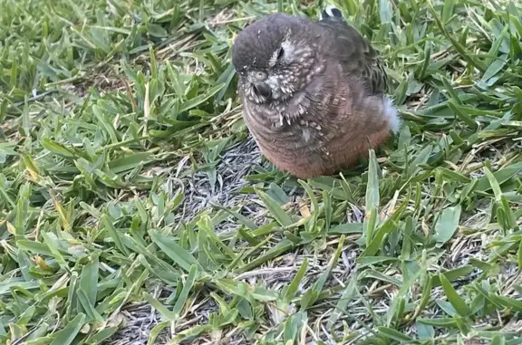 Lost pets , photo: Friendly Bourke Parrot Lost in Kingsgrove