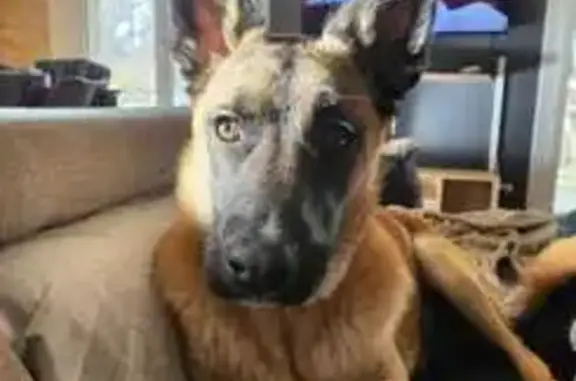Chien perdu , photo : Chiens perdus à L'Honor-de-Cos