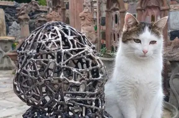 Кішки загублені, Луцьк, фото: Зникла старша киця в Луцьку: допоможіть!