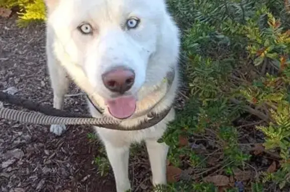 Lost White Husky with Blue Eyes in Victoria