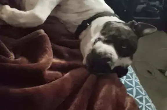 Help Find Rocky: Stolen Staffy in Melbourne