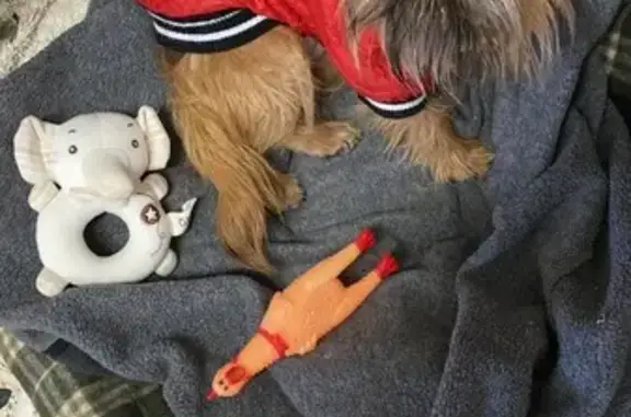 ¡Ayuda a encontrar a perrita Griffon perdida!