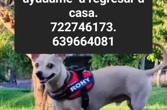 Búsqueda de mascotas, foto: Perro Encontrado: Rony, Mezcla Chihuahua-Pincher