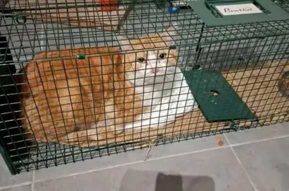 Animaux trouvés , photo: Grand chat roux et blanc trouvé à Blois