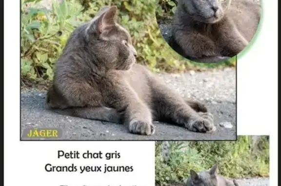 Chat gris disparu à La Mulatière - photo