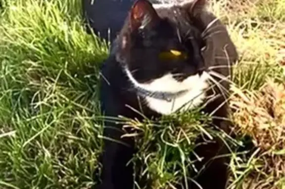 Chat perdu, Bouguenais, photo: Chatte noire perdue, menton/pattes blancs