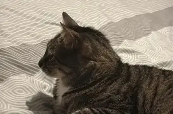 Chat perdu, Laval, photo: Chat perdu à Laval après cambriolage