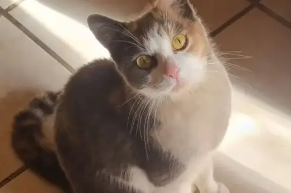 Animaux trouvés , photo: Chat tricolore trouvé à Lauret, Occitanie