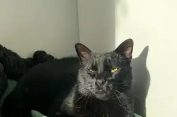 Animaux perdus , photo: Chat noir perdu, taches blanches, Loire-Authion