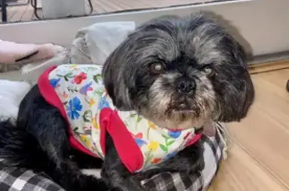 Lost pets , photo: Lost Shih Tzu: Black & Grey, Avian Crescent