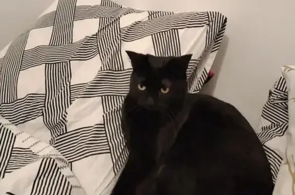 Chat noir perdu, yeux jaunes, Éguilles - photo