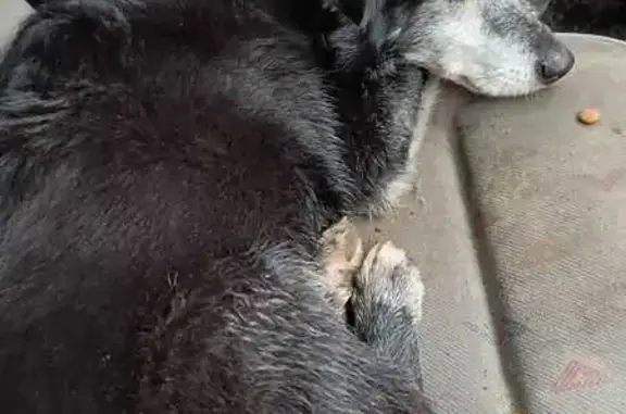 Animaux trouvés Lanvéoc, photo: Chien trouvé sur route près de Lanvéoc