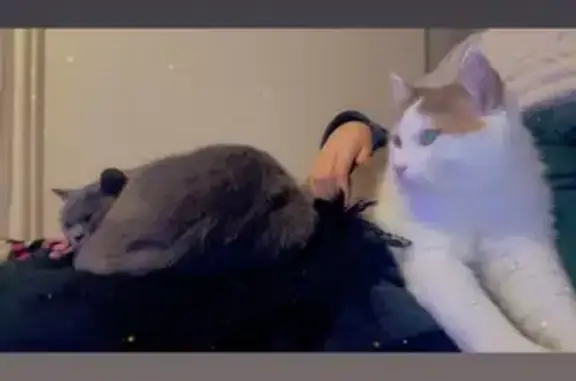 Chat perdu à Héricourt : Simba, blanc et tigré - photo