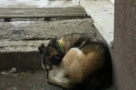 Знайдено собаку Чернівці, фото: Знайдена дружелюбна собака у Чернівцях