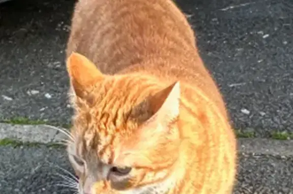 Chat roux perdu, queue tordue à Talence - photo