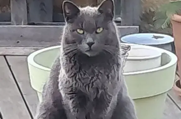 Animaux trouvés Le Soler, photo: Chat gris trouvé, quête cassée, Le Soler
