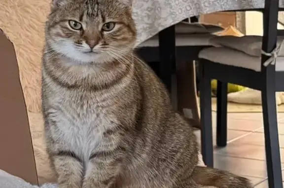 Animaux perdus Grignan, photo: Chat perdue Grignan, collier rose