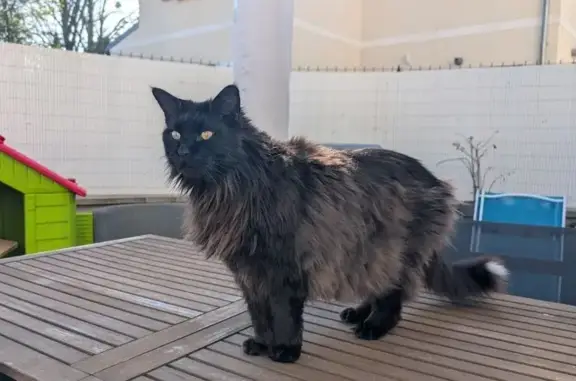 Chat perdu, Gouvieux, photo: Chat Main Coon perdu à Gouvieux
