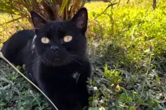 Animaux perdus , photo: Chatte perdue, tache blanche, St-Maurice
