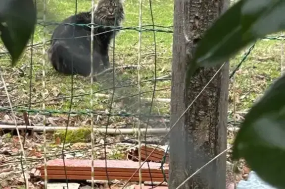 Animaux trouvés , photo: Chat tigré poil long trouvé à Penol