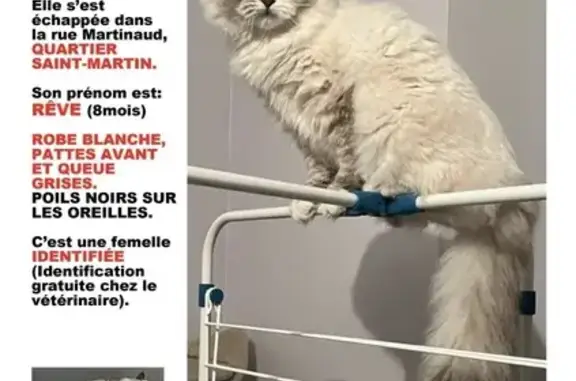 Chat perdu, Cognac, photo: Chaton perdu à Cognac : Rêve, 8 mois