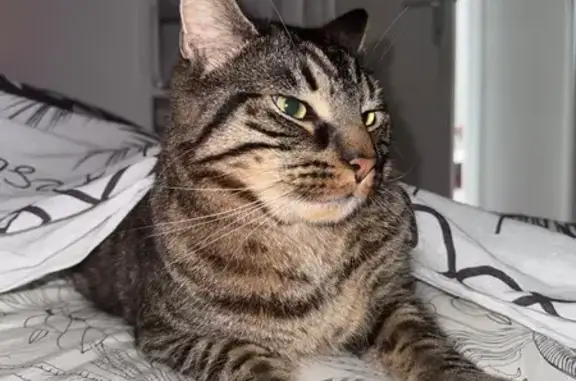 Animaux perdus Verneuil-sur-Seine, photo: Chat perdu : Safari, tigré européen câlin