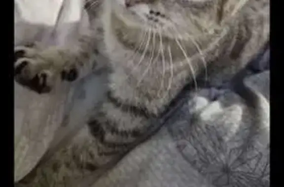 Chatte tigrée grise perdue à Petit-Couronne - photo