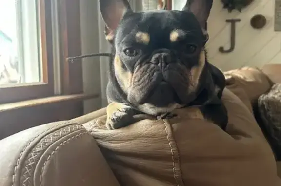 Lost Dog: Tan Eyebrows, 20 lbs, Lyndhurst