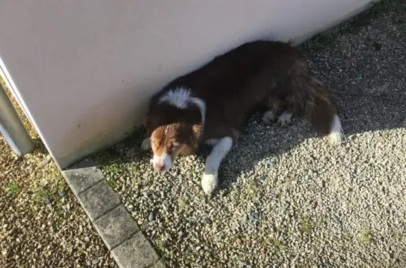 Animaux trouvés , photo: Chien trouvé au Gâvre, Pays de la Loire