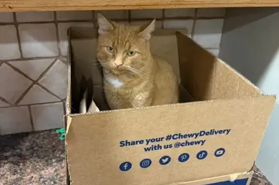 Lost Friendly Tabby: Orange Coat, Middletown