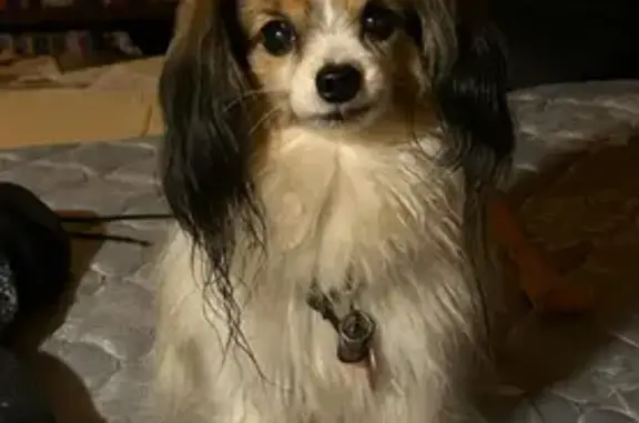 Lost Papillon: Sweet Tri-Colored Pup