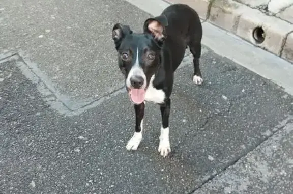 Animaux trouvés Nîmes, photo: Chien craintif trouvé rue Porte de France