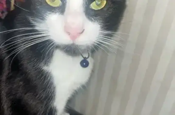 Lost Black & White Cat: Purple Collar, Brooklyn