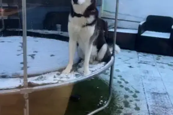 Husky noir et blanc perdu à Tokyo - photo