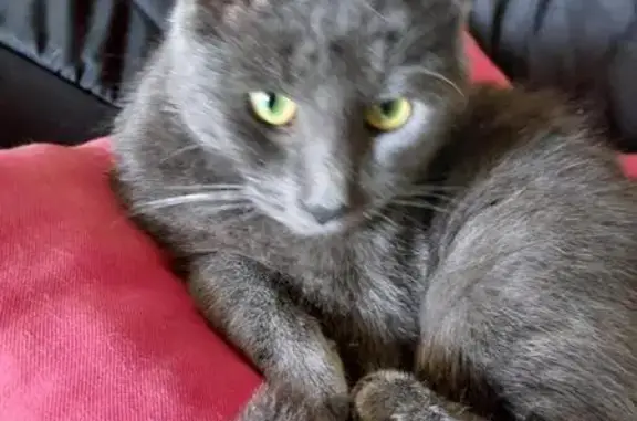 Chat perdue, grise, yeux jaunes, Le Cannet - photo